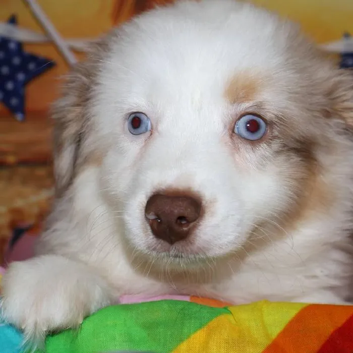 Male Australian Shepherd puppy named Damon for sale at Petland Monroeville.