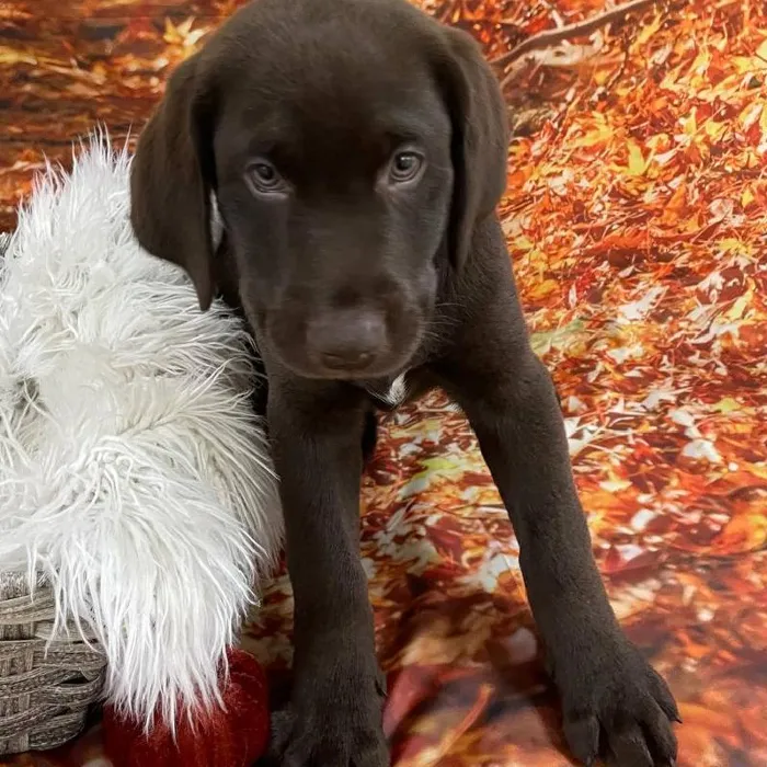 Female Labrador Retriever Puppy for Sale in Monroeville, PA