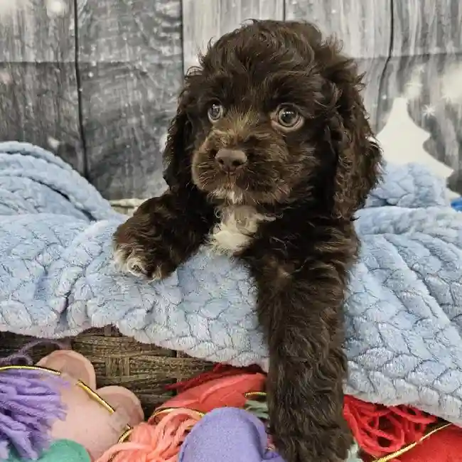 Male Cockapoo Puppy for Sale in Monroeville, PA