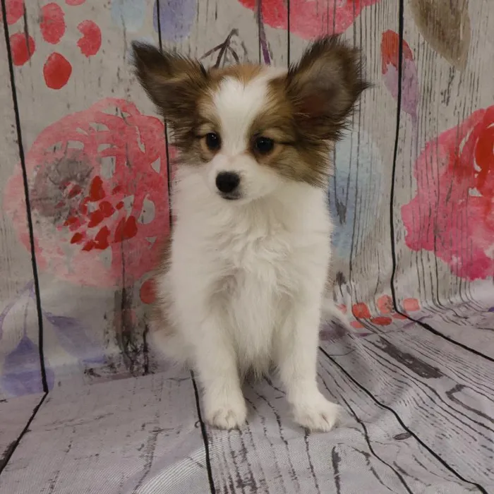 Male Papillon Puppy for Sale in Monroeville, PA