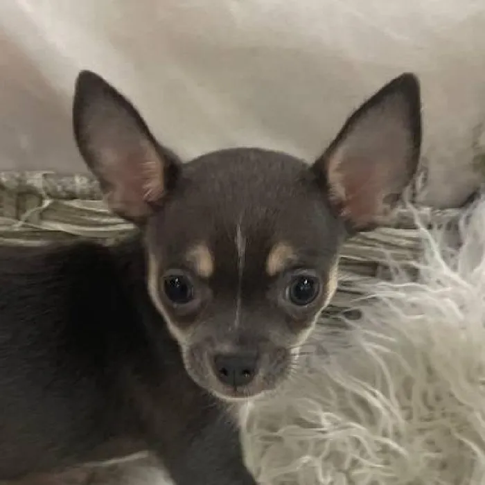 Female Chihuahua Puppy for Sale in Monroeville, PA
