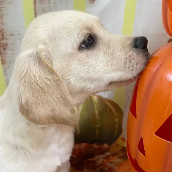 Male Labrador Retriever Puppy for Sale in Monroeville, PA