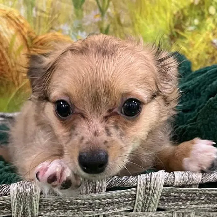 Male Chihuahua Puppy for Sale in Monroeville, PA