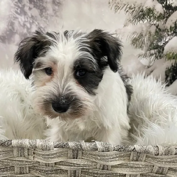 Male Mini Schnauzer Puppy for Sale in Monroeville, PA