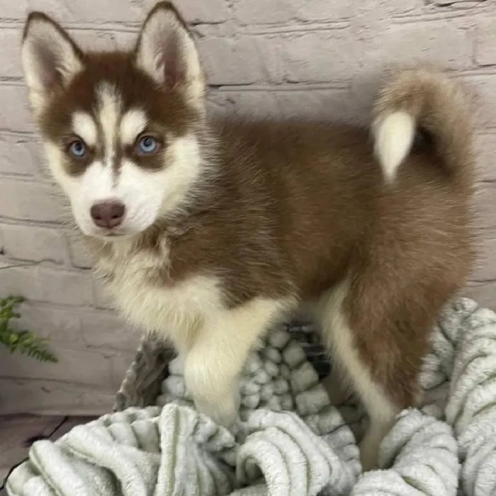 Female Siberian Husky Puppy for Sale in Monroeville, PA