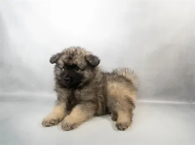 Male Keeshond puppy named David for sale at Petland Monroeville.