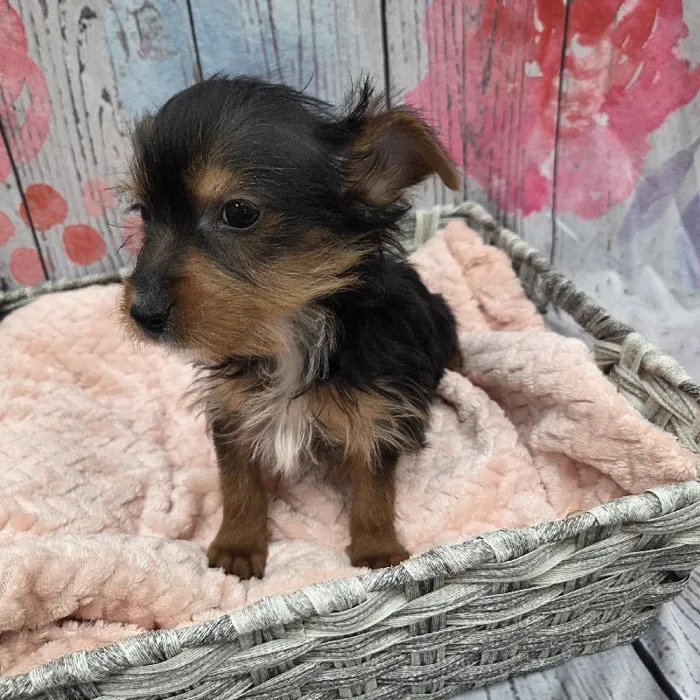 Male Yorkie Puppy for Sale in Monroeville, PA