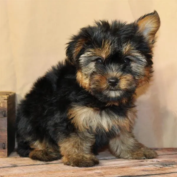 Female Yorkie puppy named Marcella for sale at Petland Monroeville.
