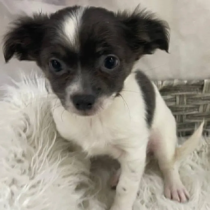 Female Chihuahua Puppy for Sale in Monroeville, PA