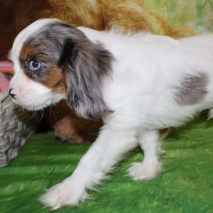 Male Cavalier King Charles Spaniel puppy named Shane for sale at Petland Monroeville.