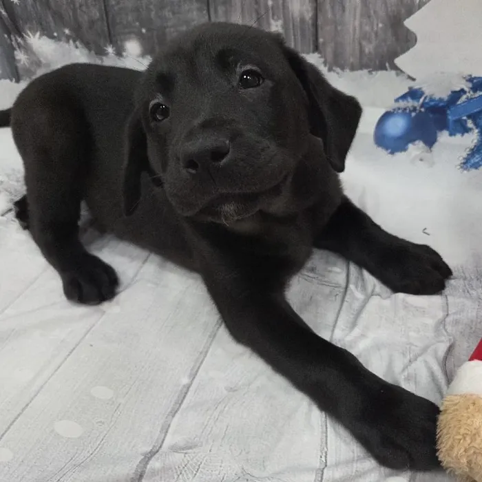 Male Labrador Retriever Puppy for Sale in Monroeville, PA