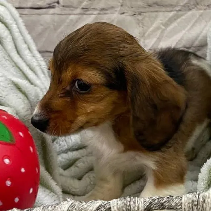 Female Dachshund Puppy for Sale in Monroeville, PA