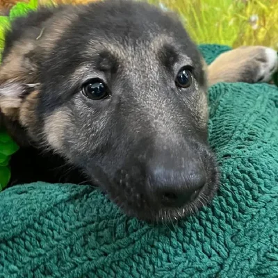 Female German Shepherd Puppy for Sale in Monroeville, PA