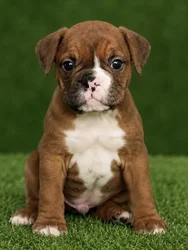 Female Victorian Bulldog puppy named Elizabeth for sale at Petland Monroeville.