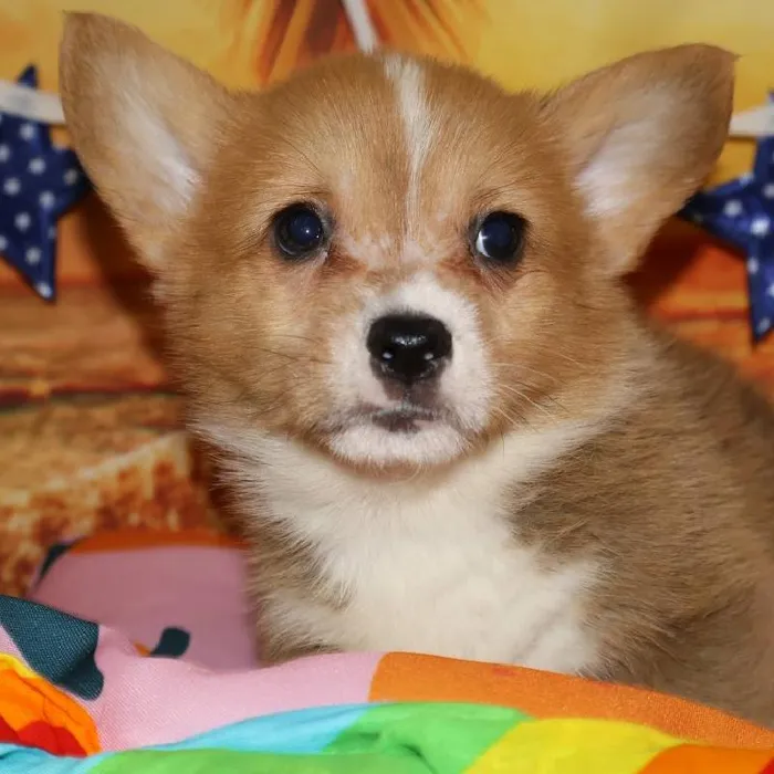 Male Pembroke Welsh Corgi puppy named Milo for sale at Petland Monroeville.
