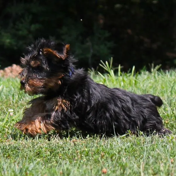 Male Yorkie puppy named Klaus for sale at Petland Monroeville.
