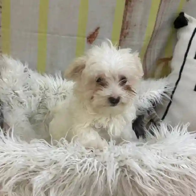 Female Maltese Puppy for Sale in Monroeville, PA