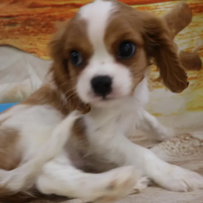 Male Cavalier King Charles Spaniel puppy named Stefan for sale at Petland Monroeville.