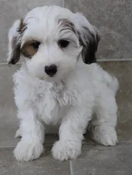 Male Coton De Tulear puppy named Damon for sale at Petland Monroeville.