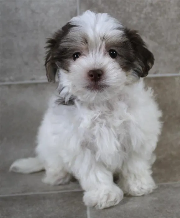 Male Havanese puppy named Michael for sale at Petland Monroeville.
