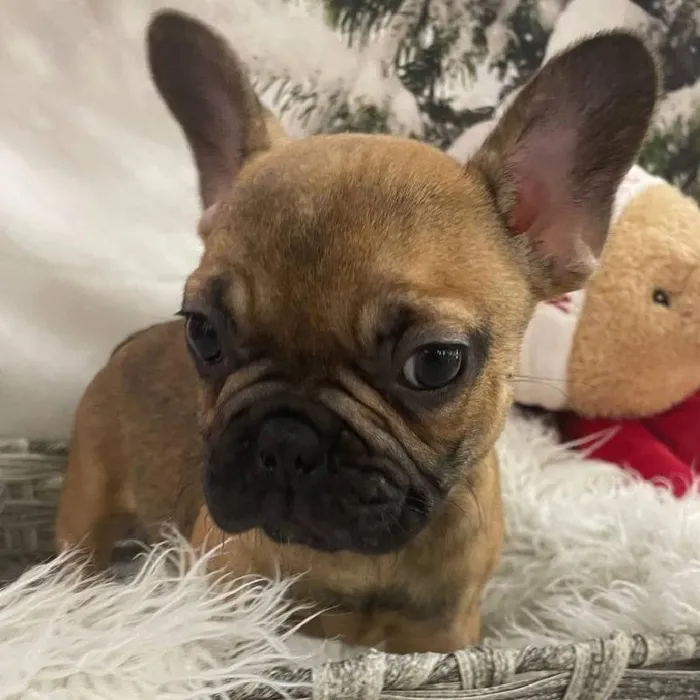 Male French Bulldog Puppy for Sale in Monroeville, PA