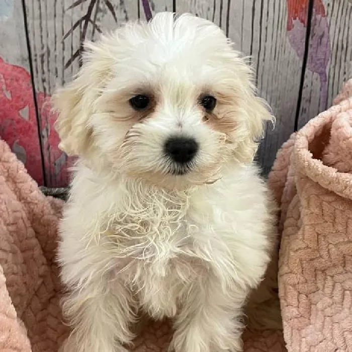 Female Mini Schnauzer Puppy for Sale in Monroeville, PA