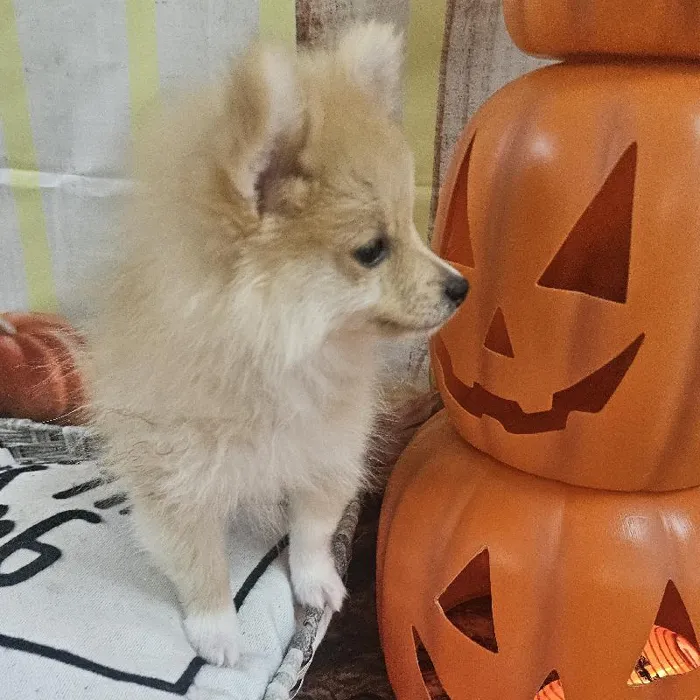 Female Pomeranian Puppy for Sale in Monroeville, PA