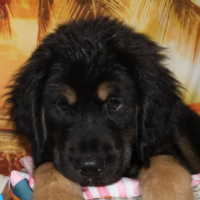 Male Tibetan Mastiff Puppy for Sale in Monroeville, PA