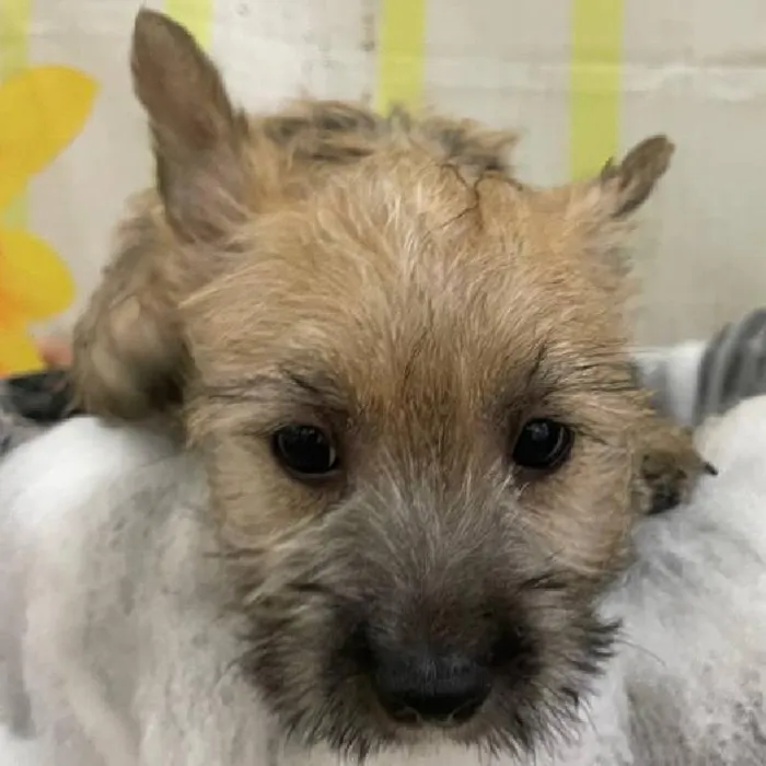 Female Cairn Terrier Puppy for Sale in Monroeville, PA