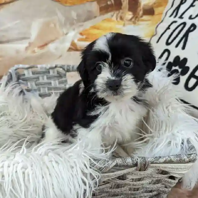 Female Shorkie Puppy for Sale in Monroeville, PA