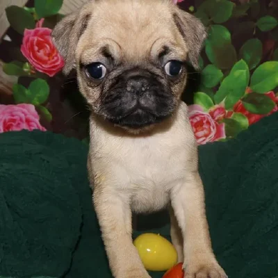 Female Pug Puppy for Sale in Monroeville, PA
