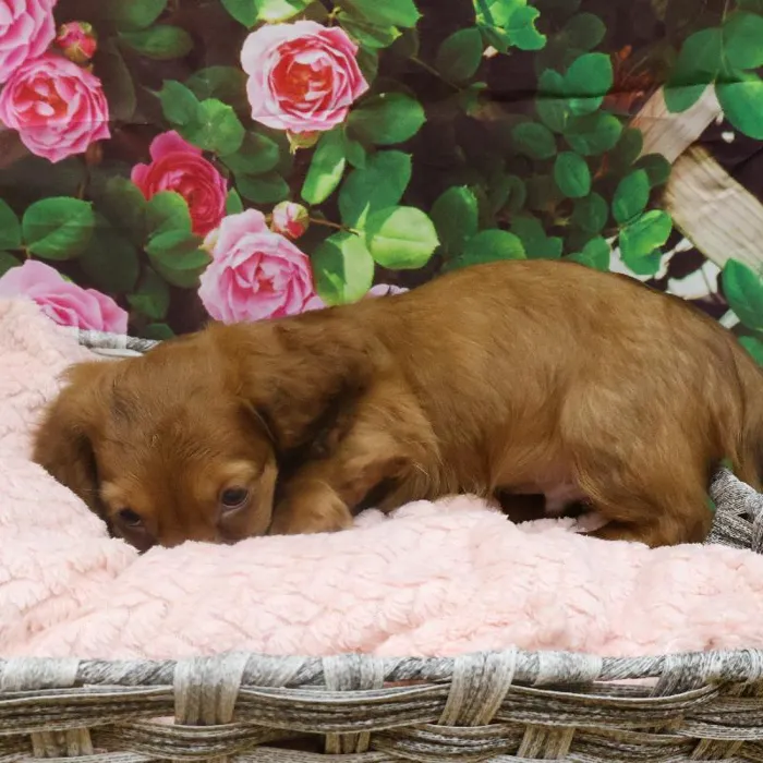 Male Dachshund Puppy for Sale in Monroeville, PA