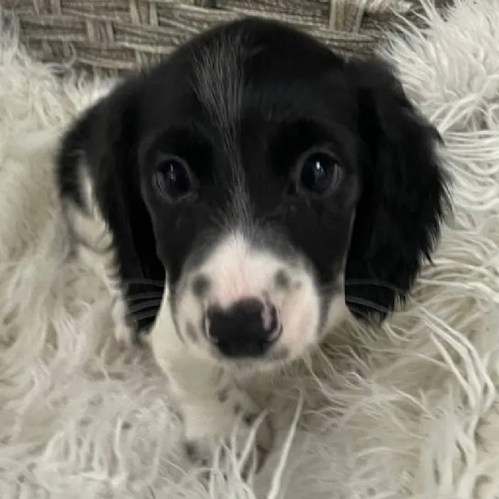 Male Dachshund Puppy for Sale in Monroeville, PA