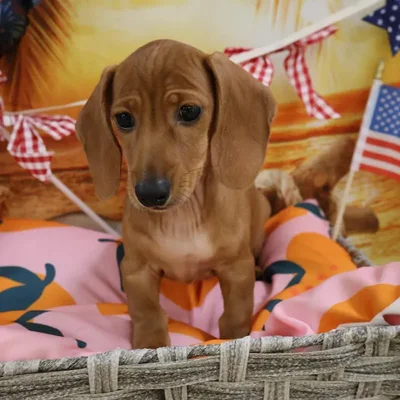 Female Dachshund puppy named Lola for sale at Petland Monroeville.