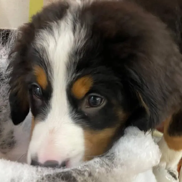 Male Bernese Mountain Dog Puppy for Sale in Monroeville, PA