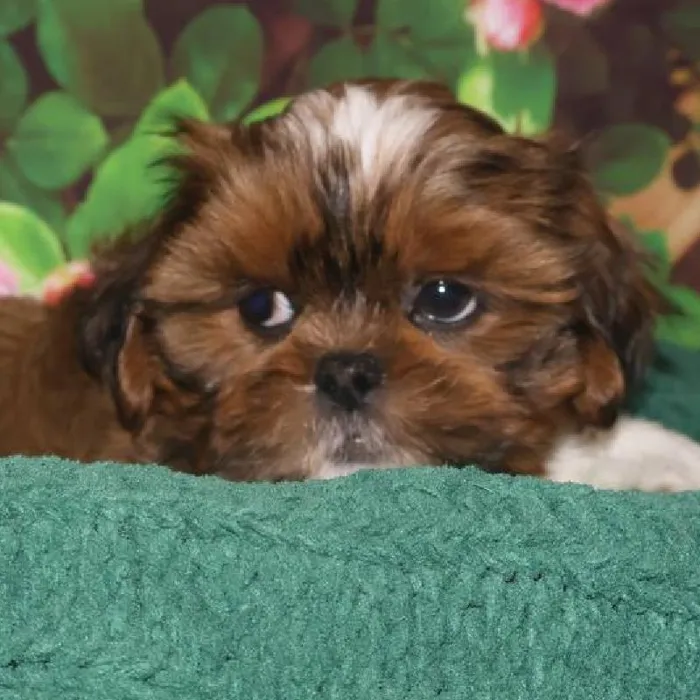 Male Shih Tzu Puppy for Sale in Monroeville, PA