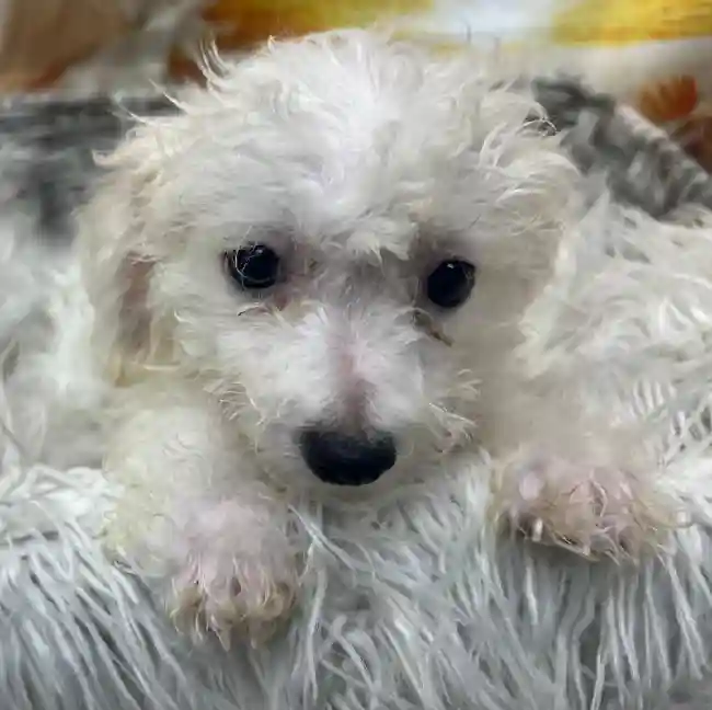 Female Bichon Puppy for Sale in Monroeville, PA