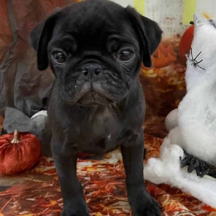 Female Pug Puppy for Sale in Monroeville, PA