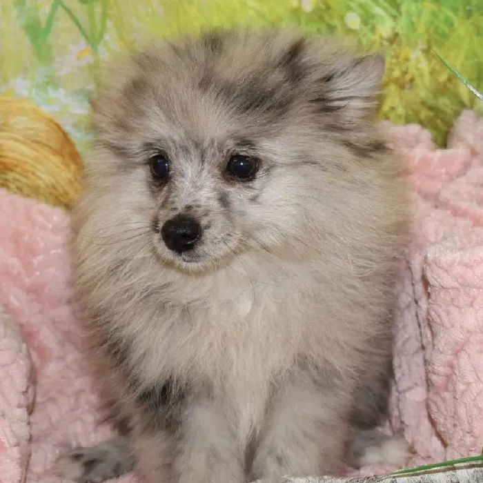 Female Pomeranian puppy named Lexi for sale at Petland Monroeville.