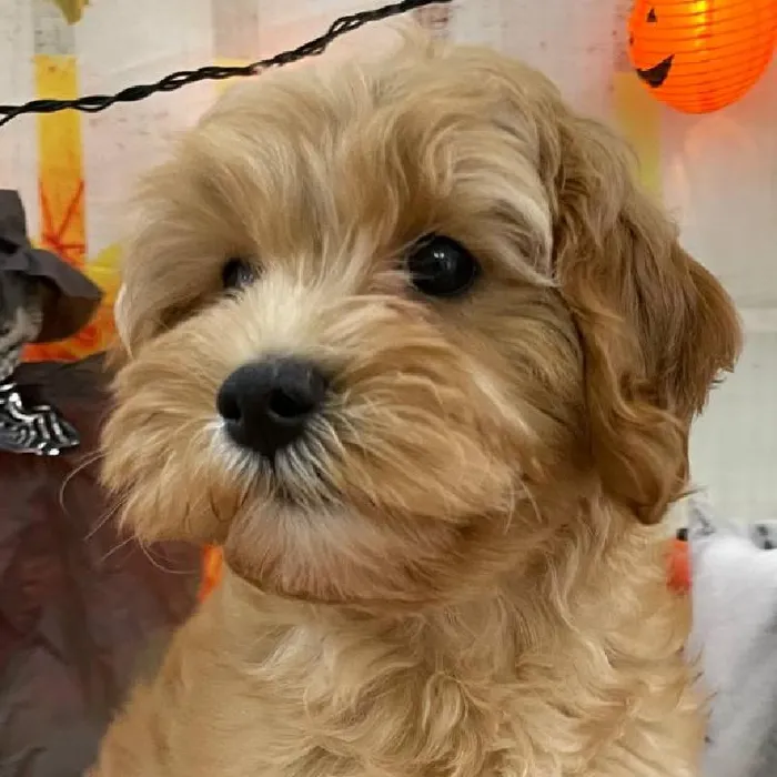 Female Cavapoo Puppy for Sale in Monroeville, PA