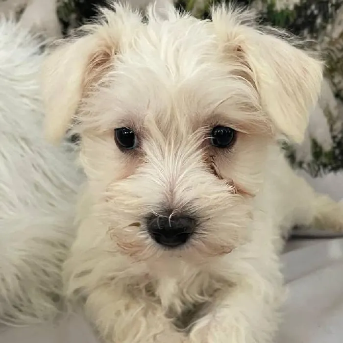 Female Mini Schnauzer Puppy for Sale in Monroeville, PA