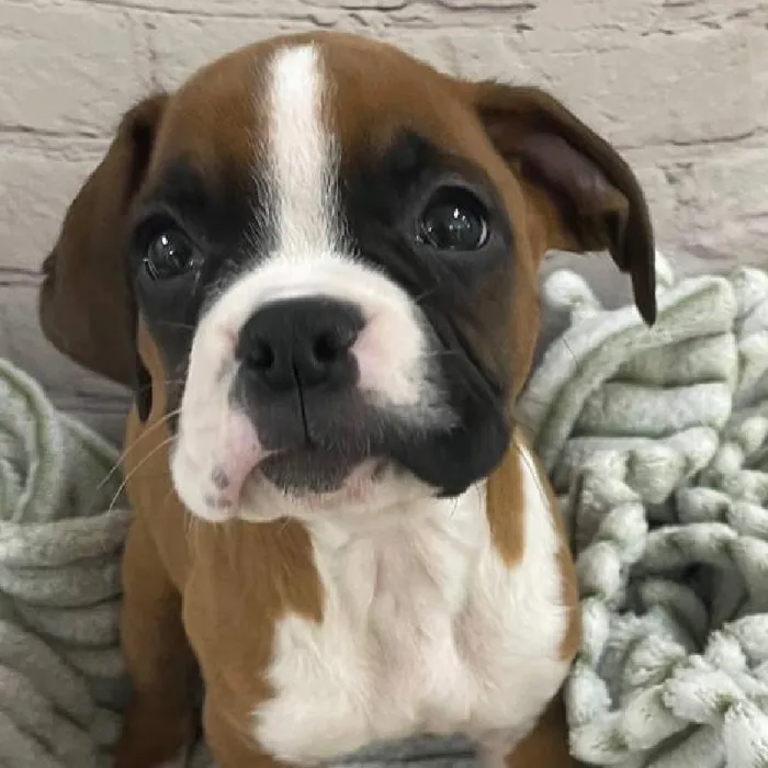 Female Boxer Puppy for Sale in Monroeville, PA