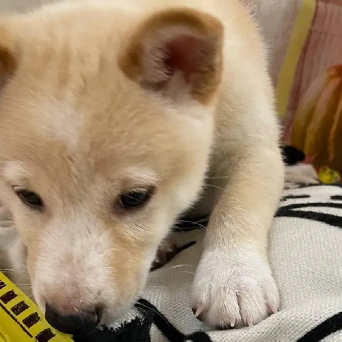 Male Shiba Inu Puppy for Sale in Monroeville, PA