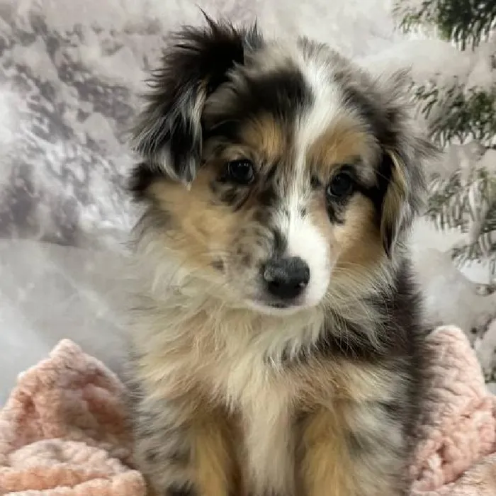 Female Miniature Australian Shepherd Puppy for Sale in Monroeville, PA