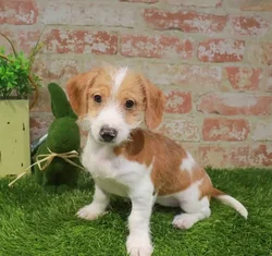 car_main_img_/media/ap_media/pets/TVLNHMCZJHAR32899.webp.250x250_q85.webp