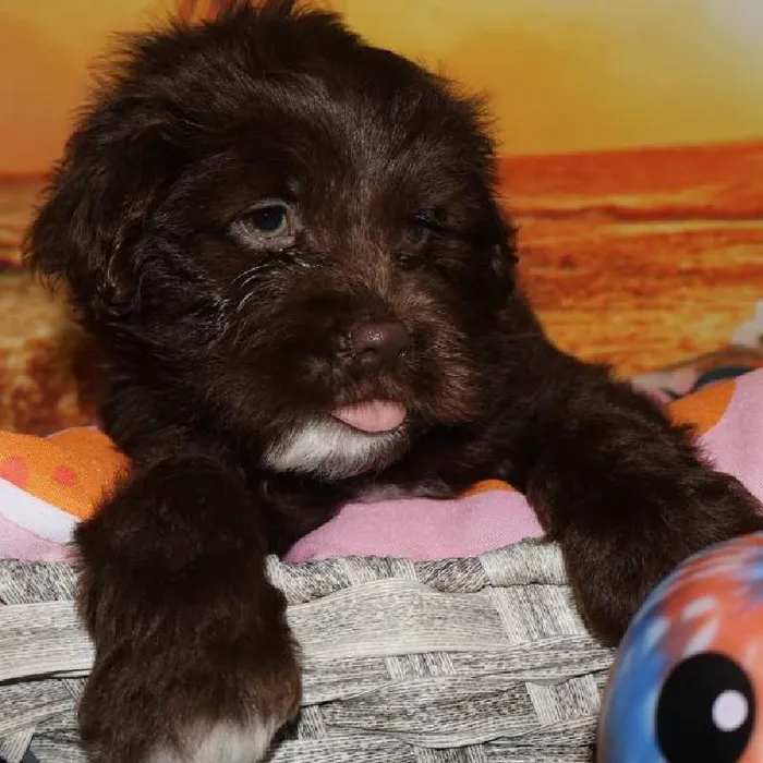 Female Mini Hippo puppy named Sasha for sale at Petland Monroeville.