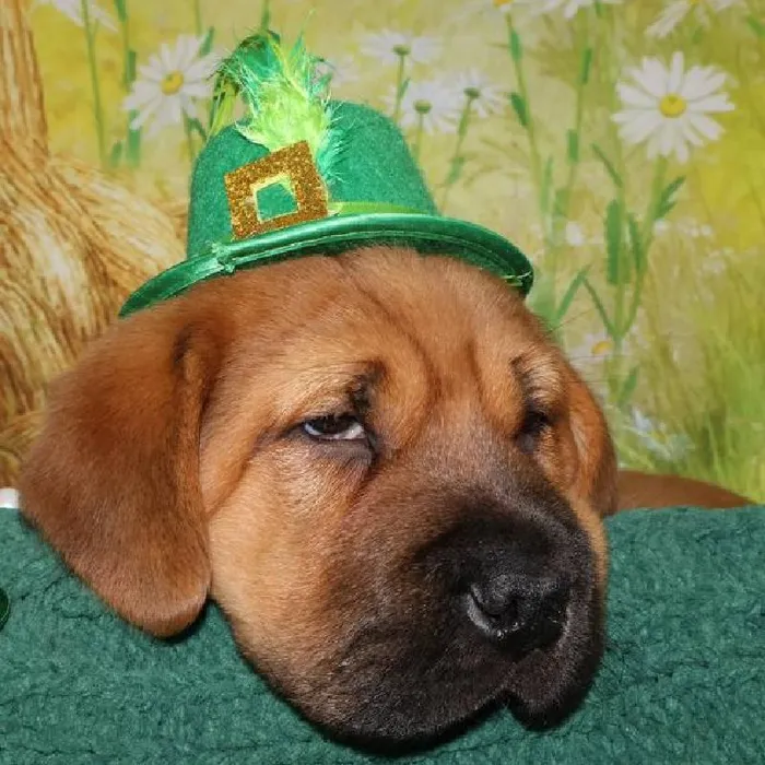 Male Mini Walrus Puppy for Sale in Monroeville, PA