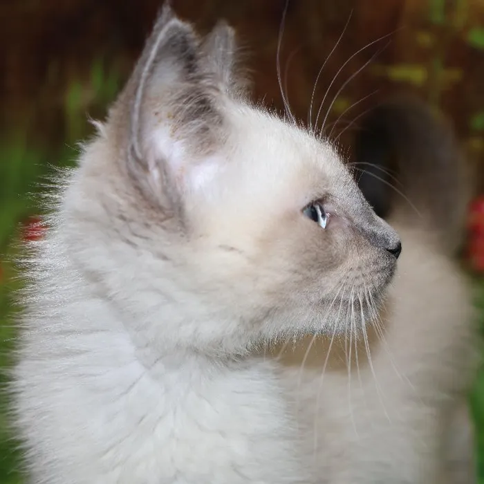 Male Siamese kitten named Milo for sale at Petland Monroeville.