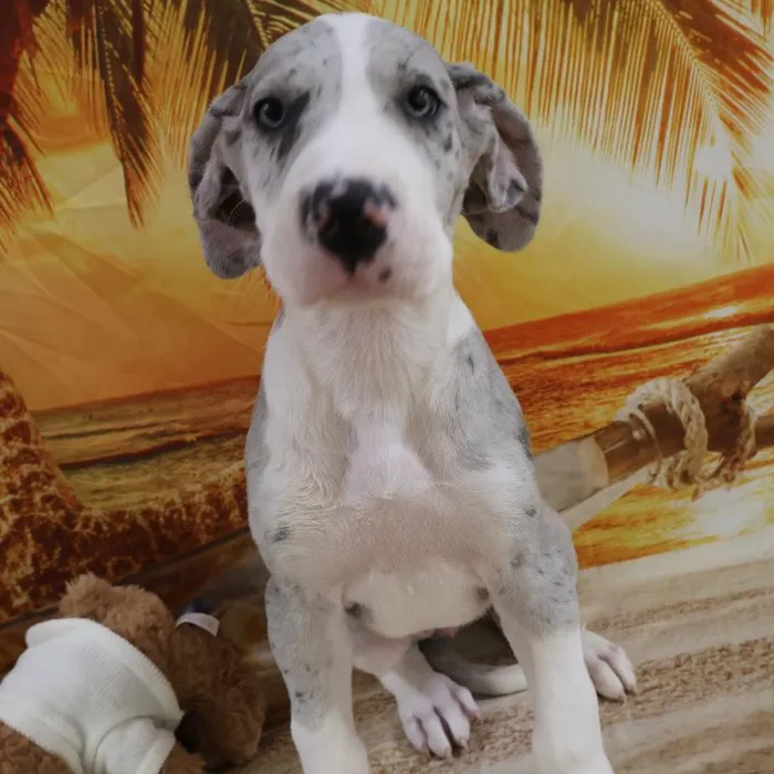 Female Great Dane Puppy for Sale in Monroeville, PA