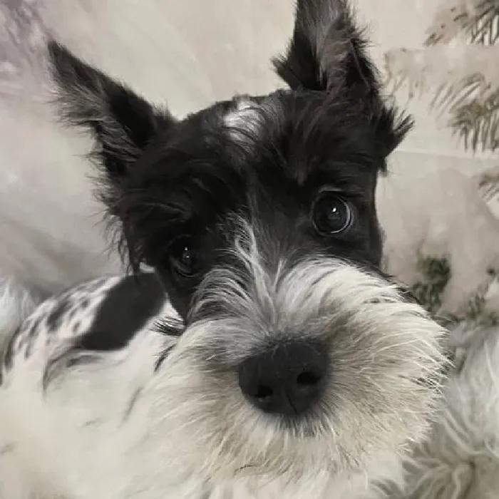 Male Mini Schnauzer Puppy for Sale in Monroeville, PA